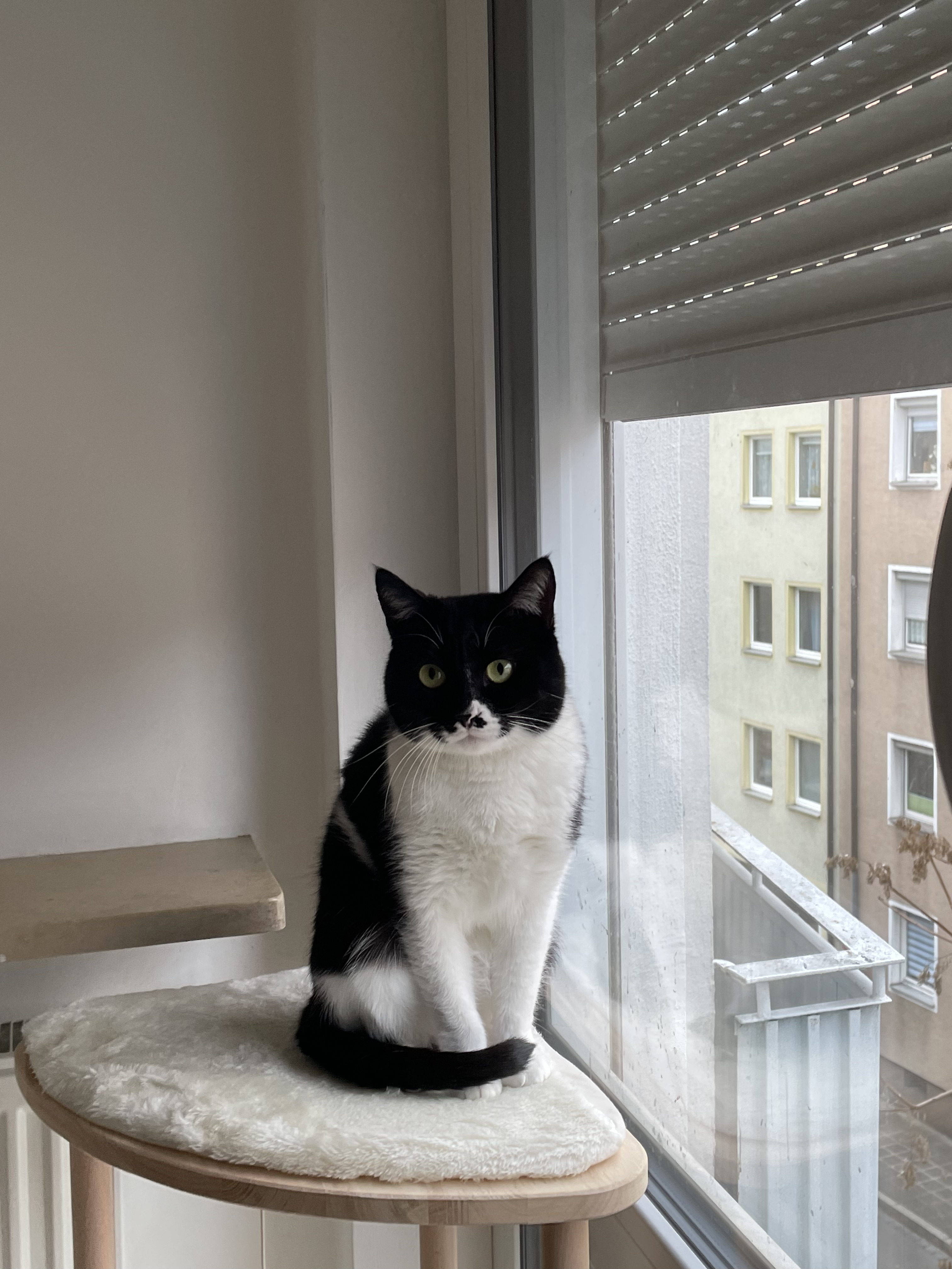 Iqor, my cat
